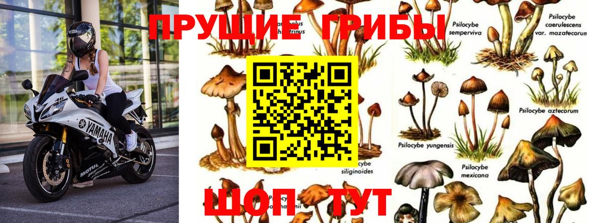 Качканар  Галлюциногенные грибы мицелий  Вход с VPN 